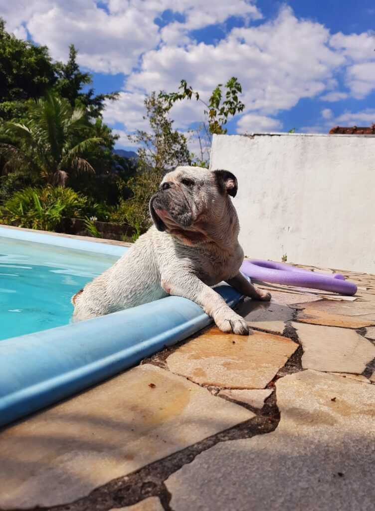 Alimentação Natural para Cães e Gatos Idosos Cuidado e Carinho em Cada