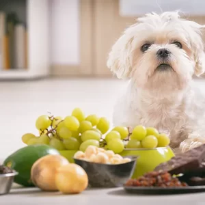 Proteja Seu Pet! Conheça os Alimentos Tóxicos que Podem Colocar a Vida do seu Amigo em Perigo!