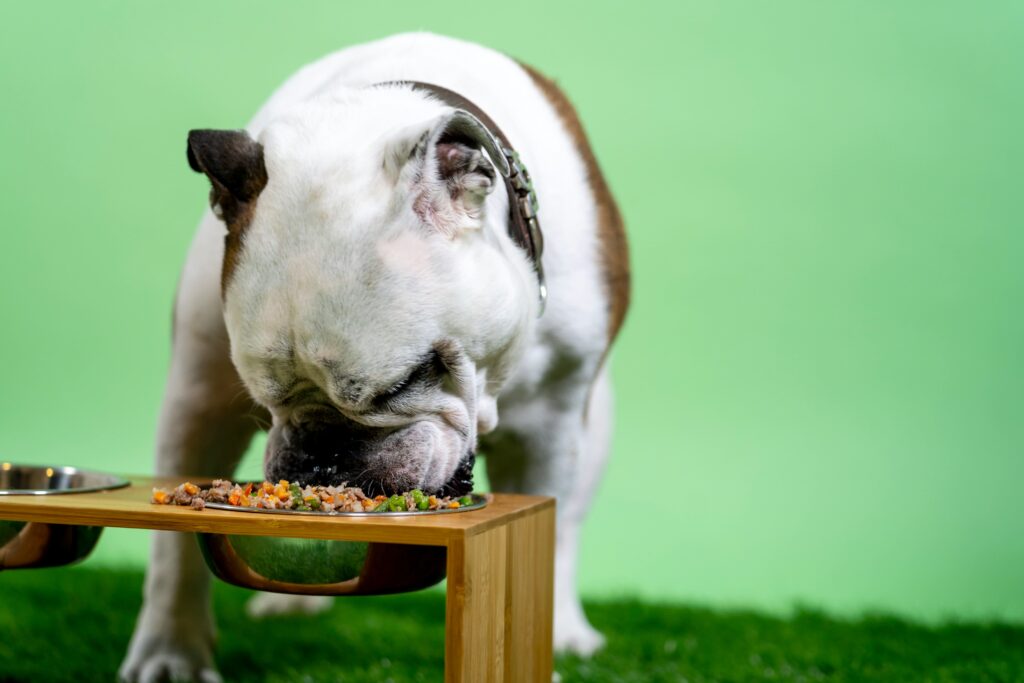 A comida natural é adequada para todos os animais de estimação?